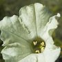 Many Flowered Tobacco (Nicotiana acuminata): A close up of this tubular upright annual originally from Chile & Argentina.